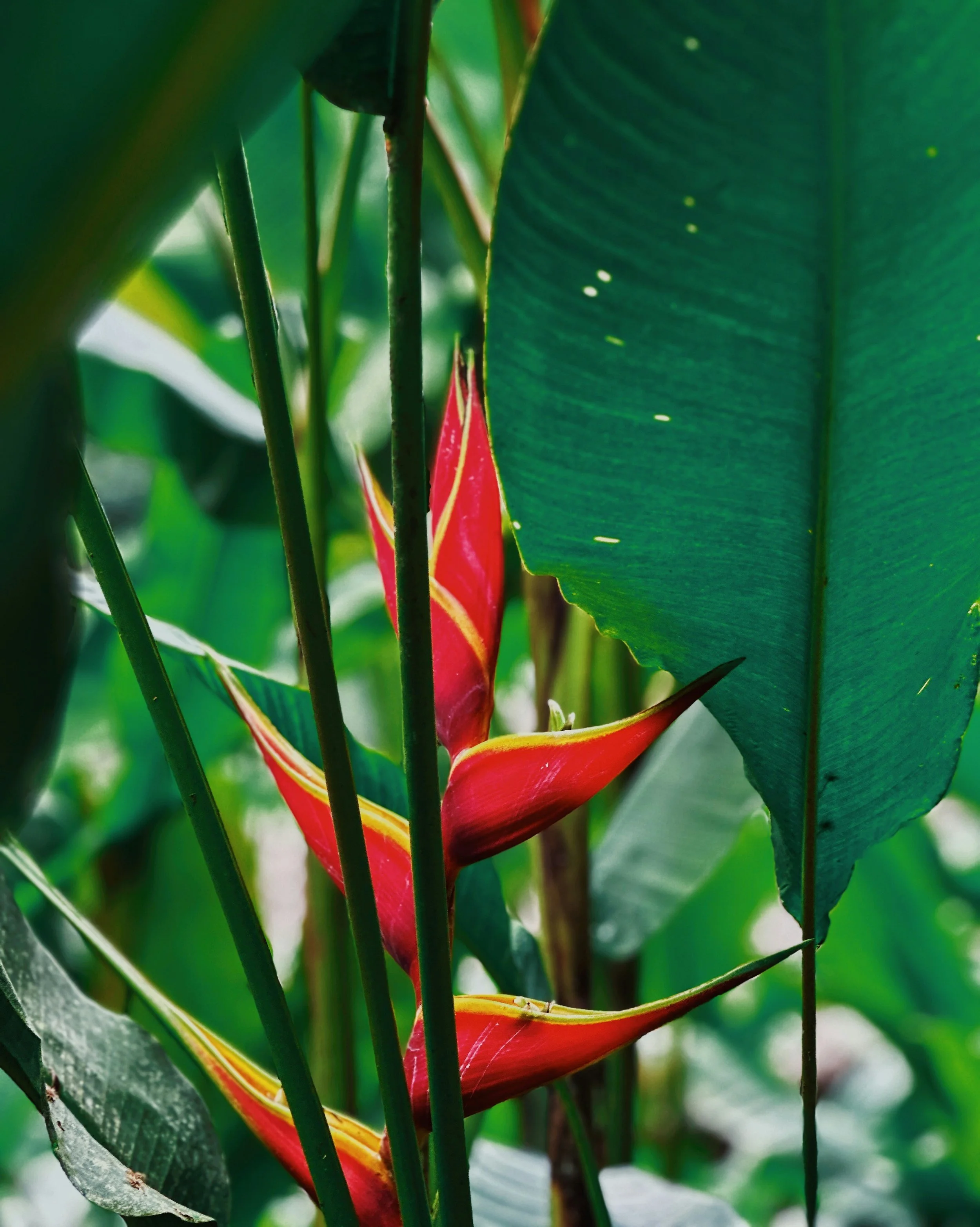 Rood gele Palulu bloem met groene stengels en bladeren.