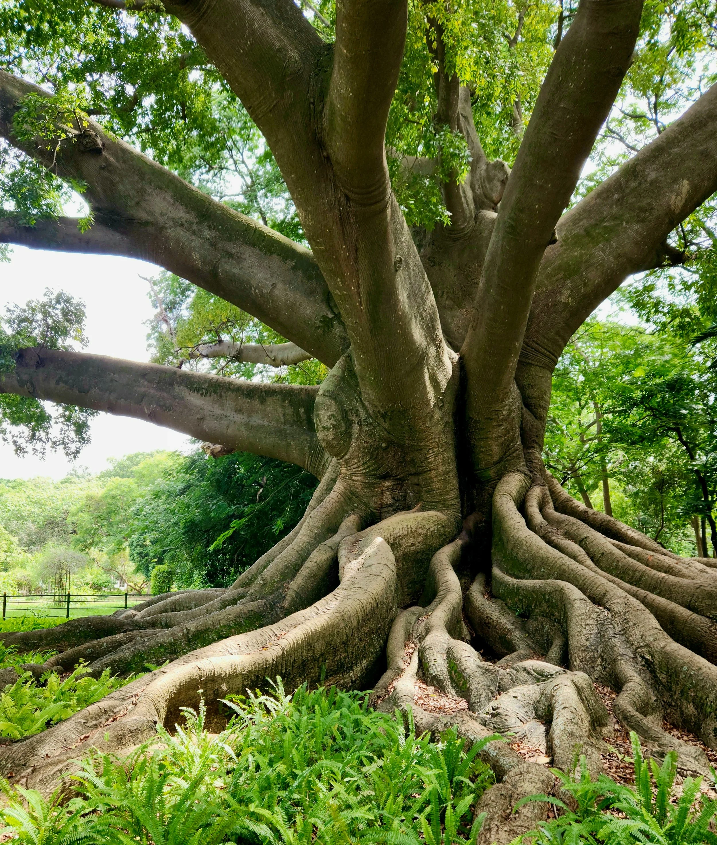 Een grote oude boom met dikke stam, grote wortels en dikke kronkelende takken en groene bladeren.