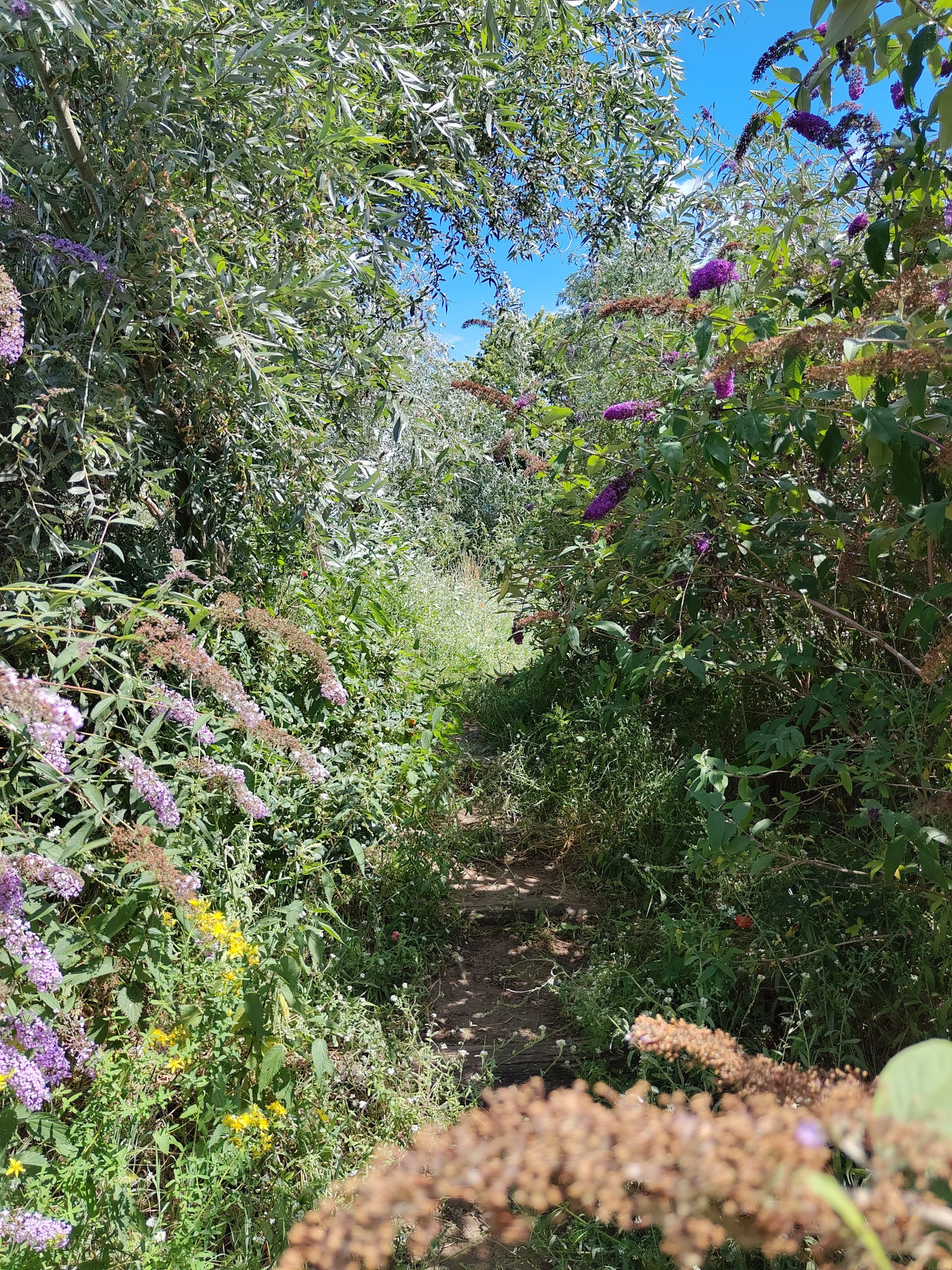 Een smal pad dat door dichte begroeiing loopt, met bloemen in verschillende kleuren en een heldere blauwe lucht erboven.