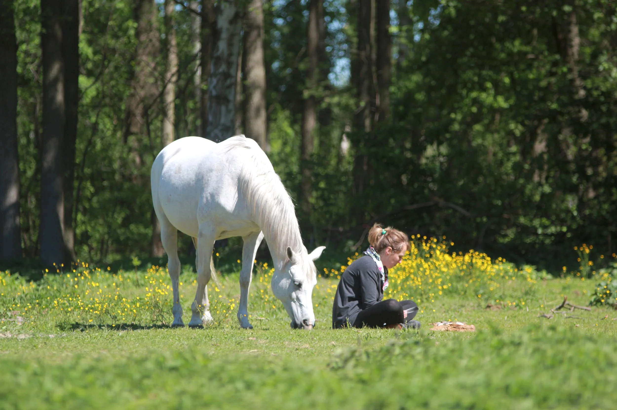 A woman sitting on grass with two white horses in a forest clearing surrounded by trees and yellow flowers.