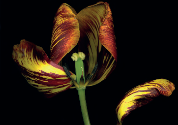 A close-up of a multicolored tulip with petals in shades of yellow, red, and brown, against a black background.