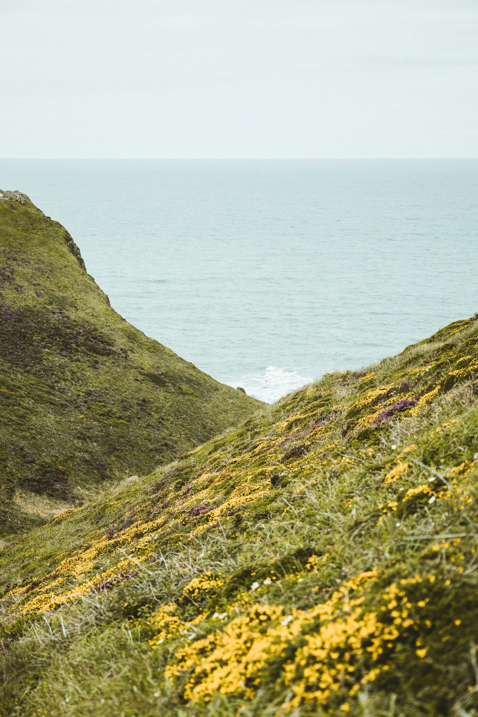 Wildflower-covered coastal cliff above the sea in Cornwall.ew of the atlantic in the background.
