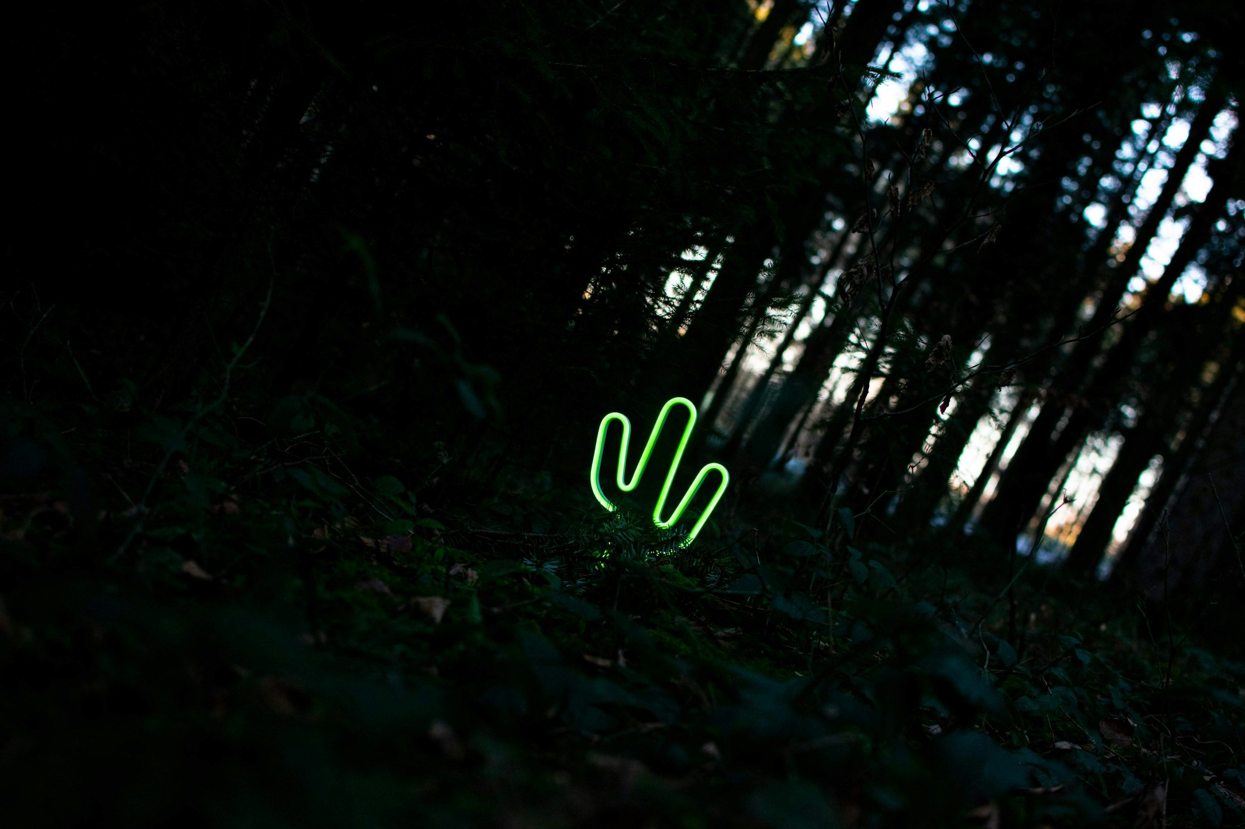 secret rave in the forest