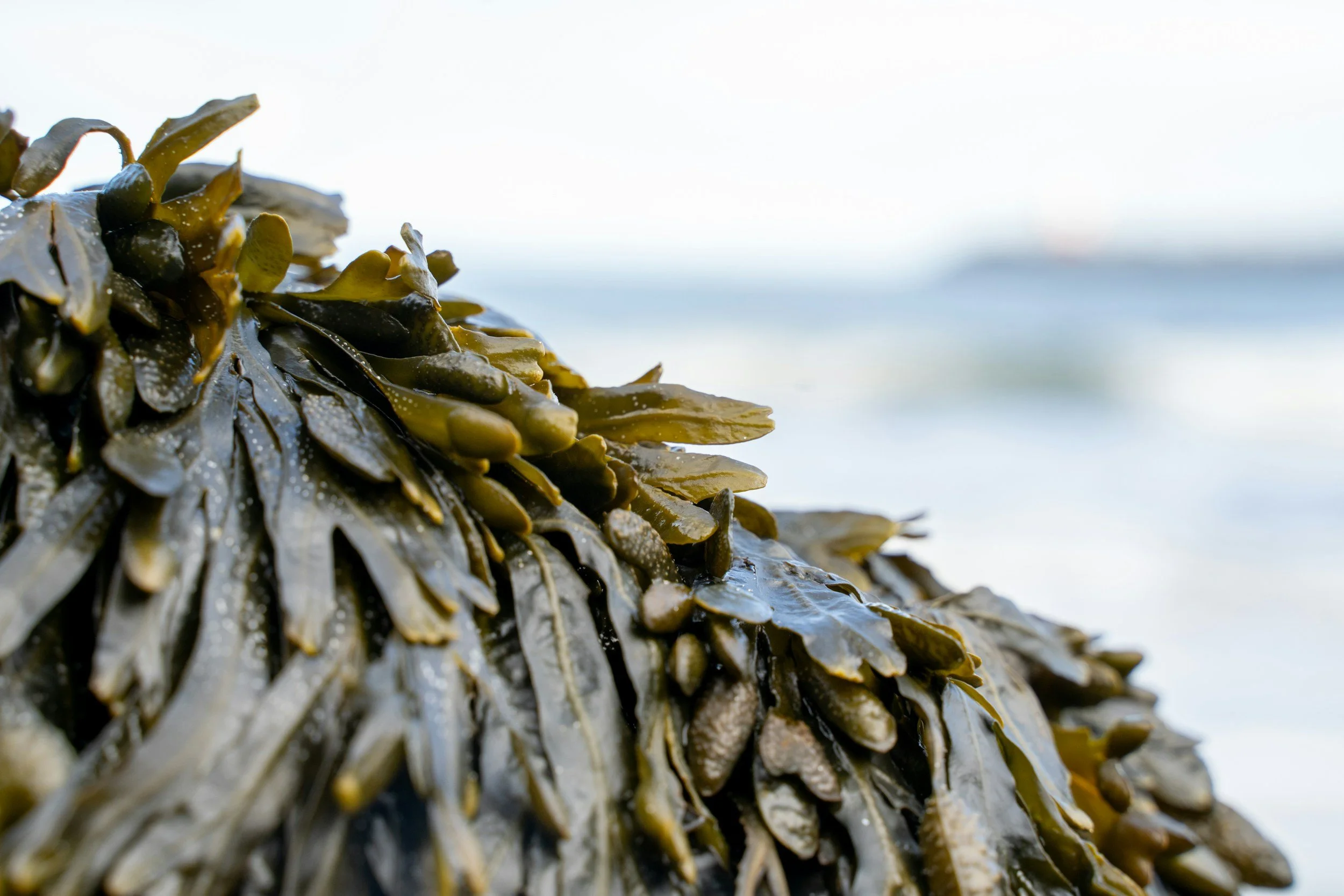 seaweed close up