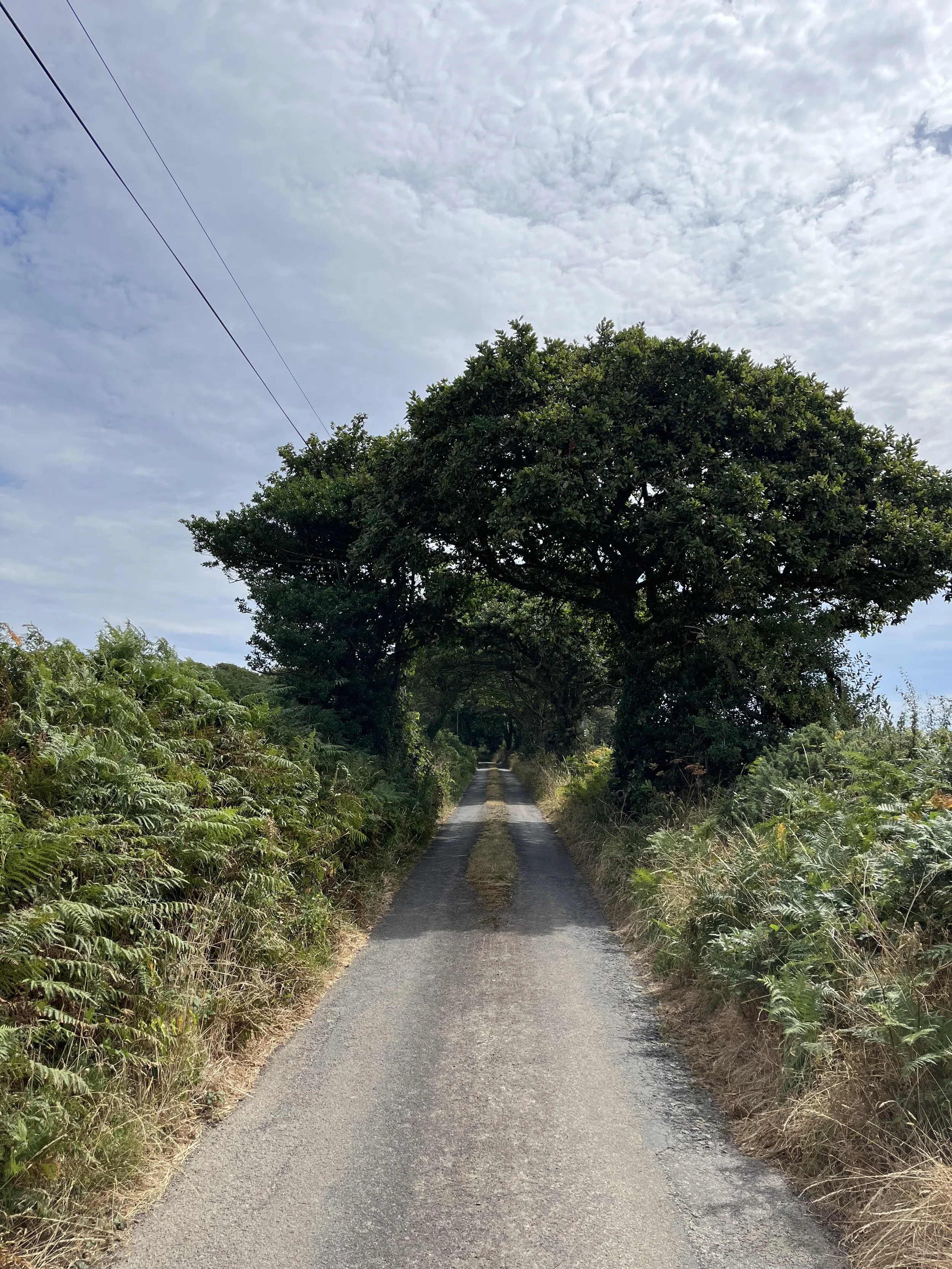 cornish road with tree tunnel