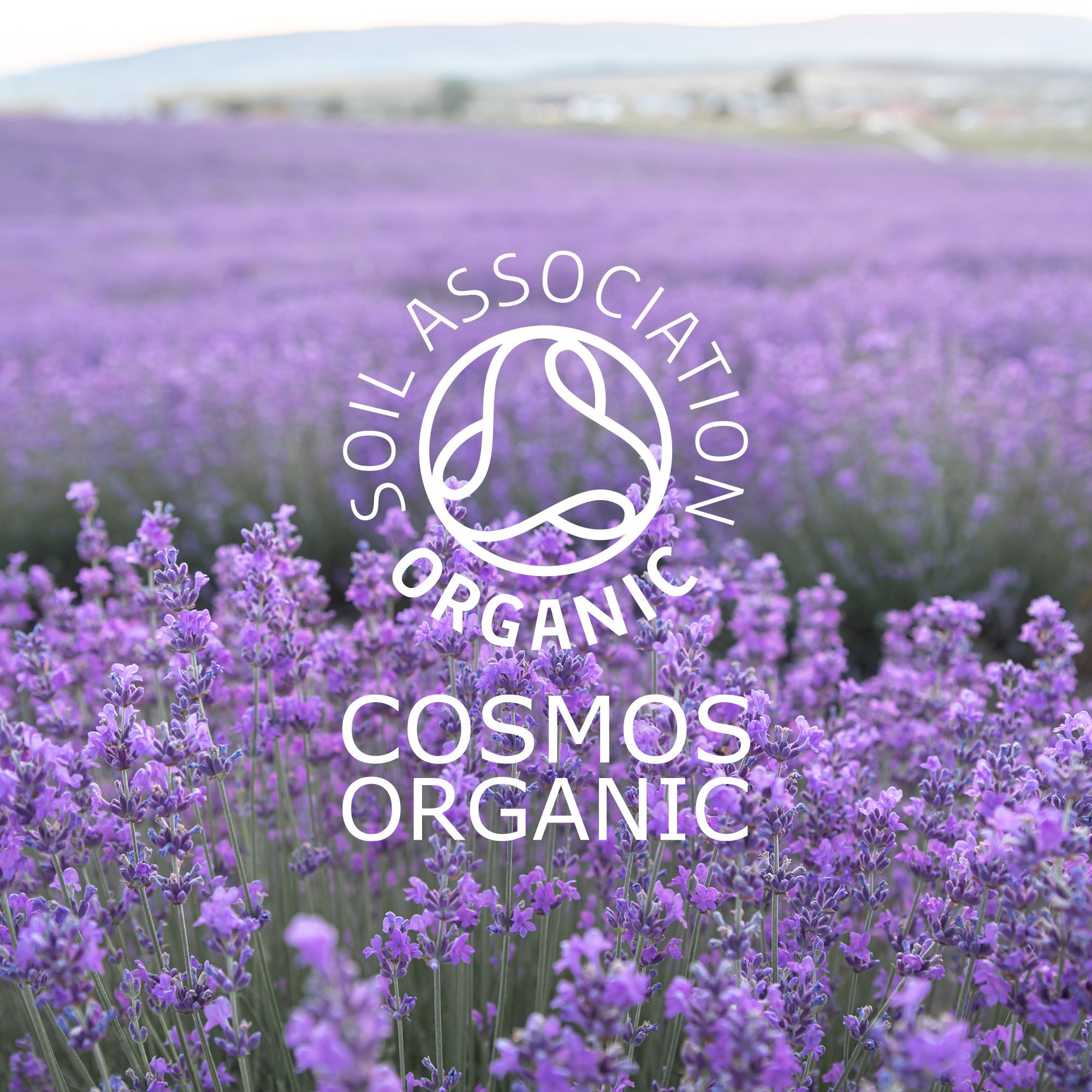 lavender cosmos organic.jpg
