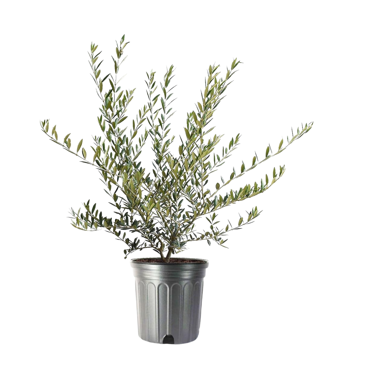 A potted olive tree in a silver metal planter.
