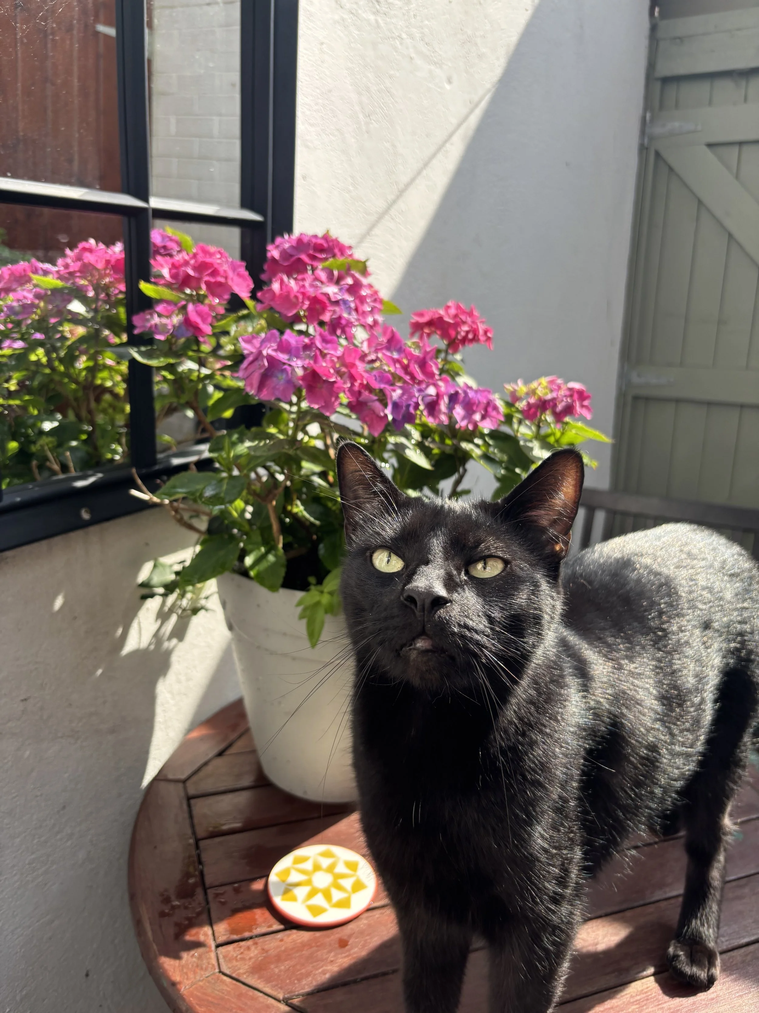 A black cat with yellow-green eyes standing on a wooden table on a balcony. There is a potted pink hydrangea plant behind the cat and a decorative plate with a yellow and white geometric pattern on the table. Sunlight is casting a shadow on the wall.