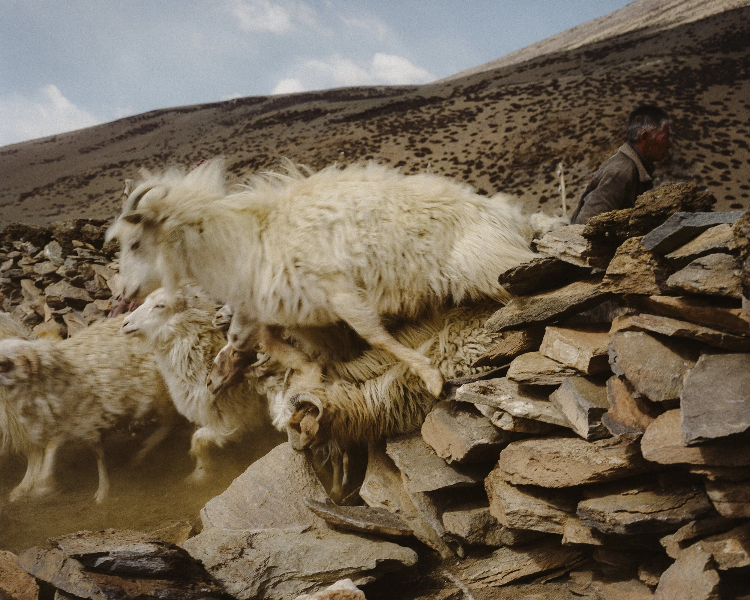 Ladakh_0430.jpg