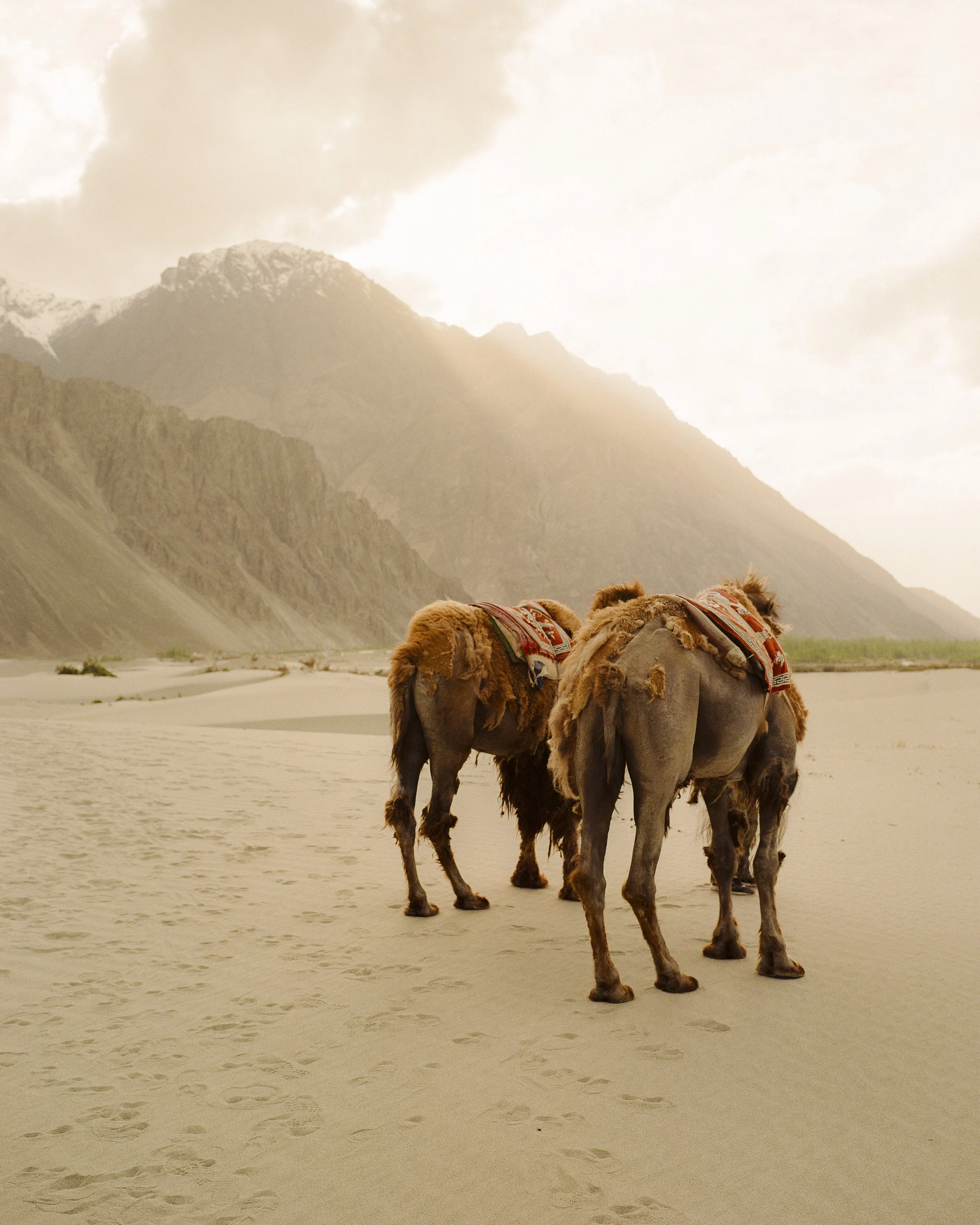 Ladakh_0920.jpg