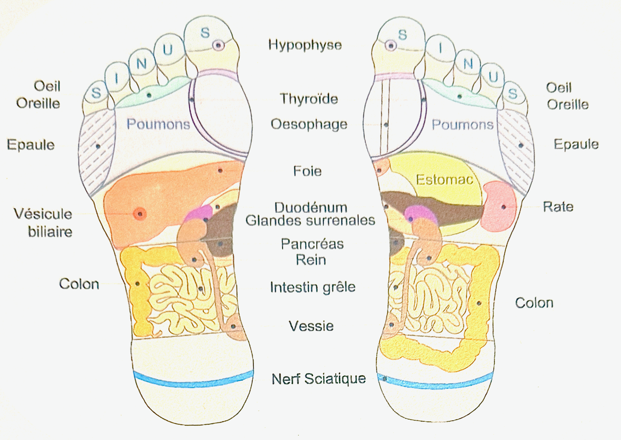 Schéma de réflexologie plantaire illustrant les zones réflexes des pieds avec des noms d'organes comme le cerveau, le cœur, le foie, et les intestins, ainsi que des structures comme la colonne, le nerf sciatique et la vessie.