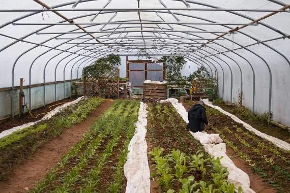 Inside a greenhouse with organized rows of growing plants and a person tending to the crops.