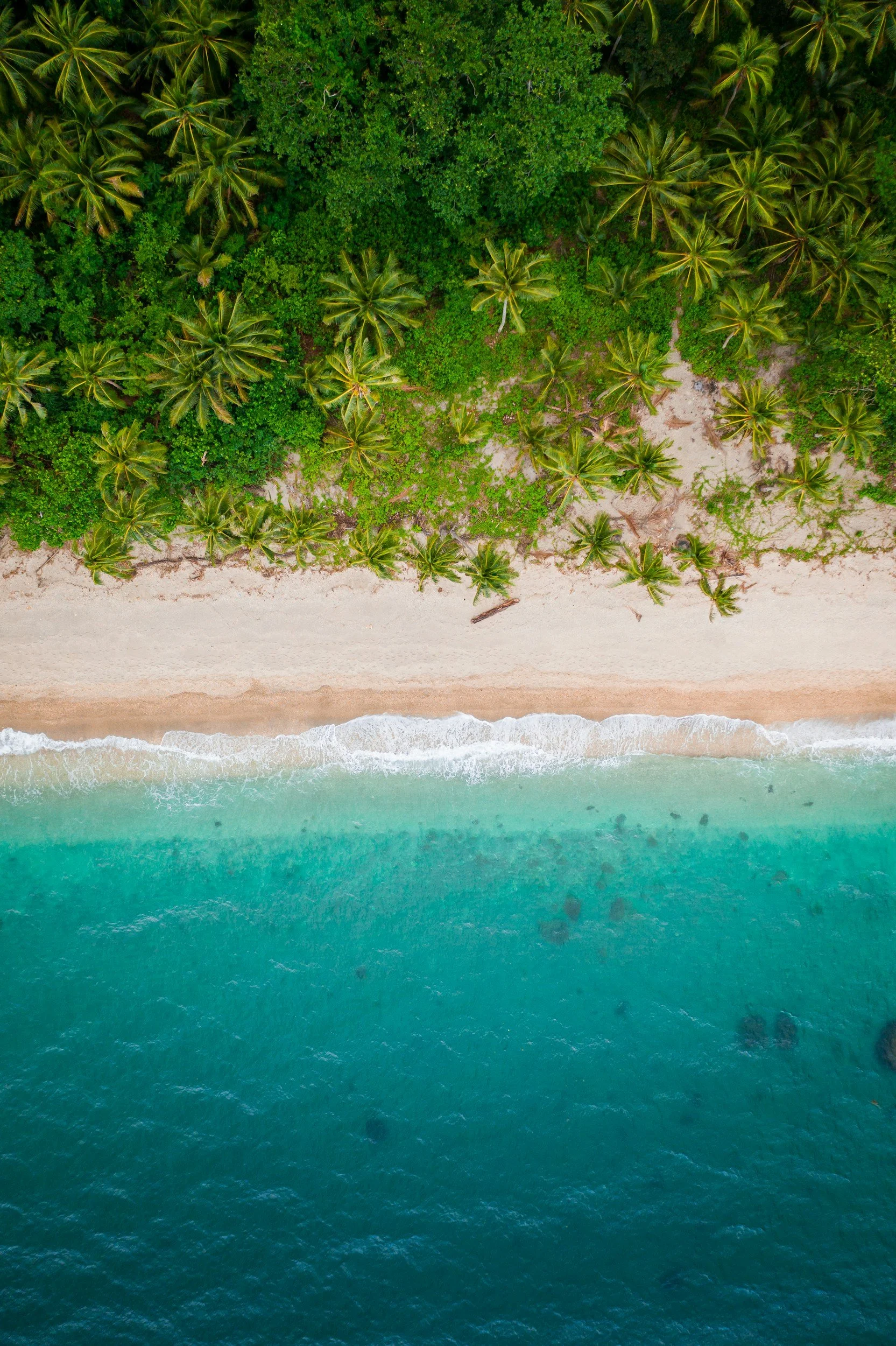 Aerial view of a tropical beach with clear turquoise water, sandy shore, and dense green palm trees