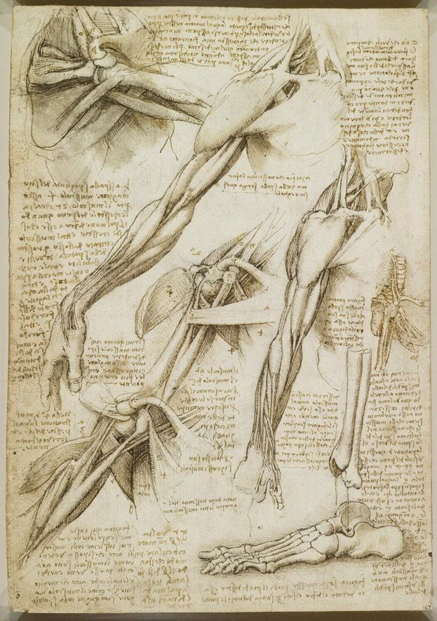 leonardo_anatomist.jpg