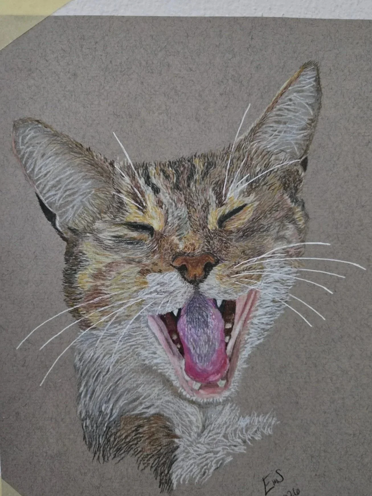 A realistic drawing of a cat yawning with its tongue out, showing sharp teeth and closed eyes, on a gray background.
