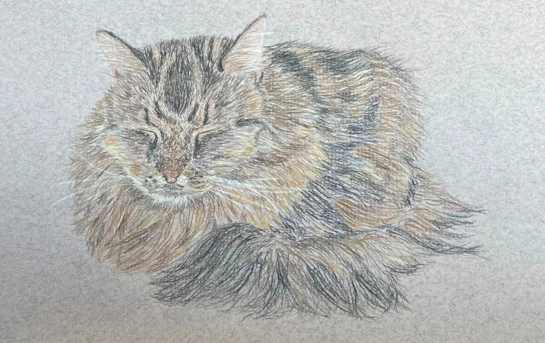 A detailed colored pencil drawing of a sleeping long-haired cat with closed eyes, placed on a textured white background.