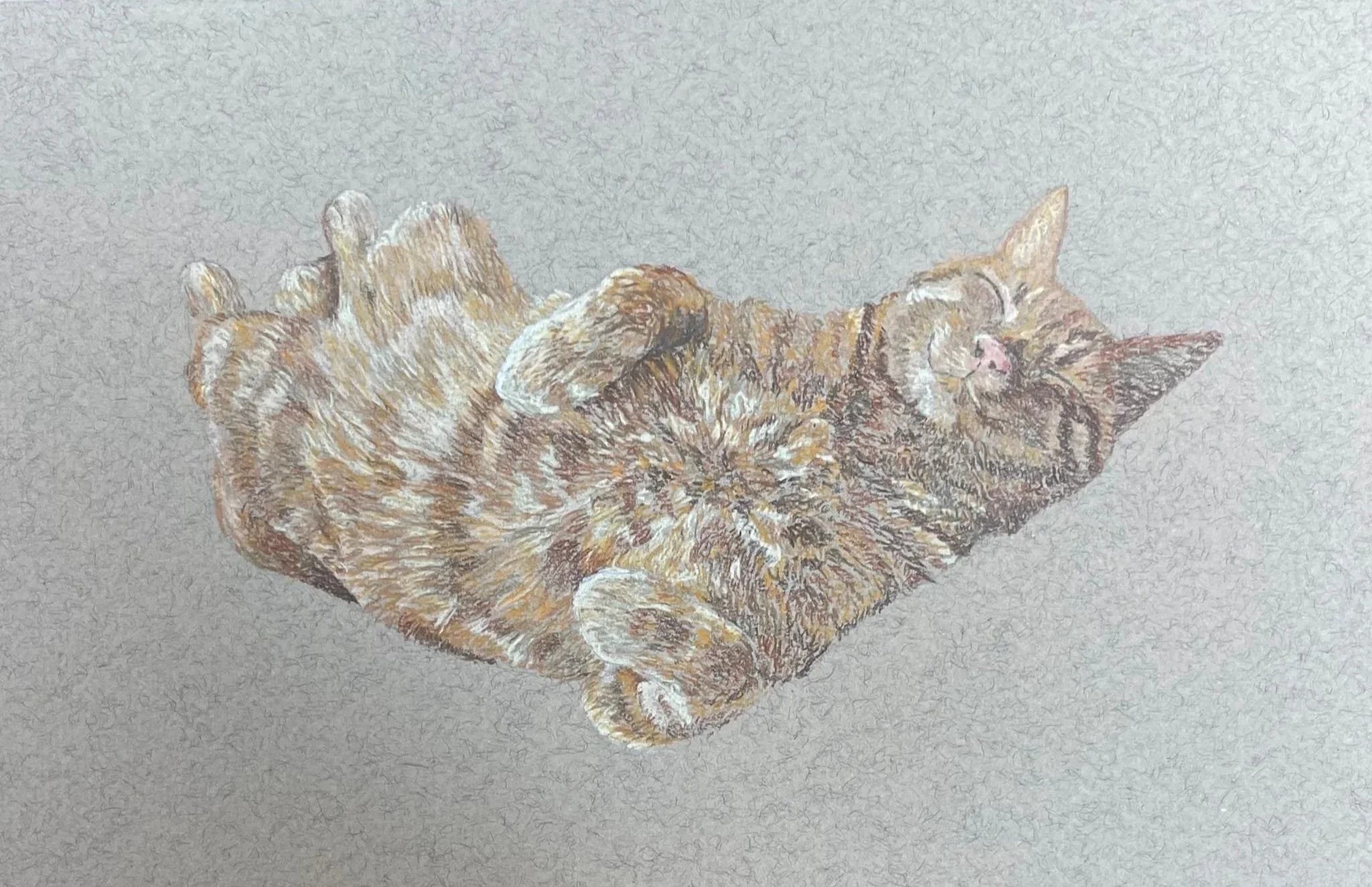 A detailed pencil sketch of a sleeping tabby cat lying on its back with paws up, showing relaxed posture on a plain background.