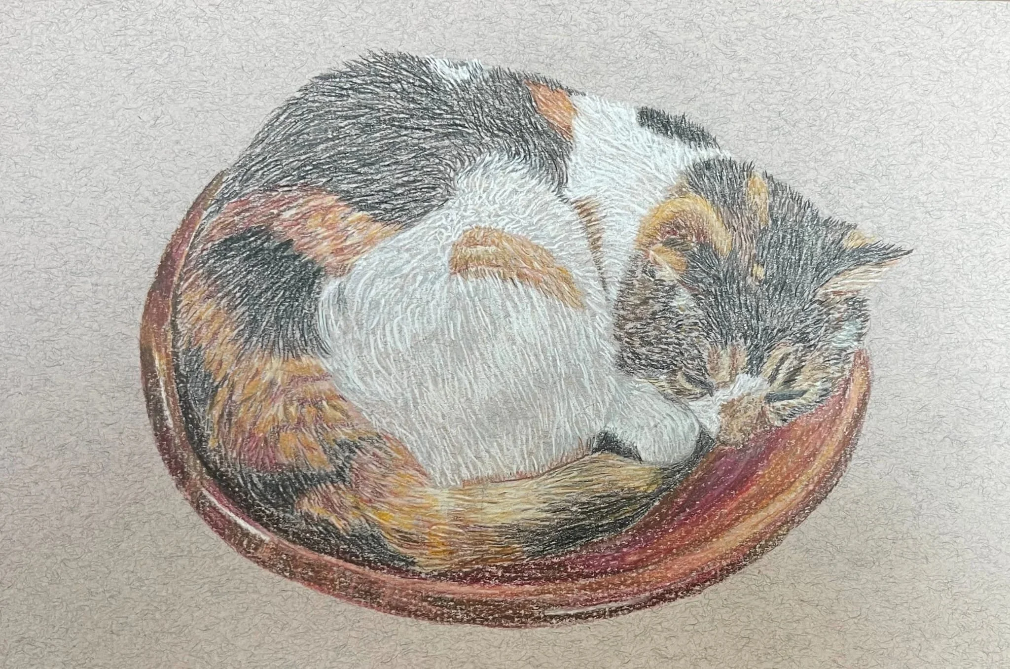 A detailed colored pencil drawing of a sleeping cat curled up in a small round bowl.