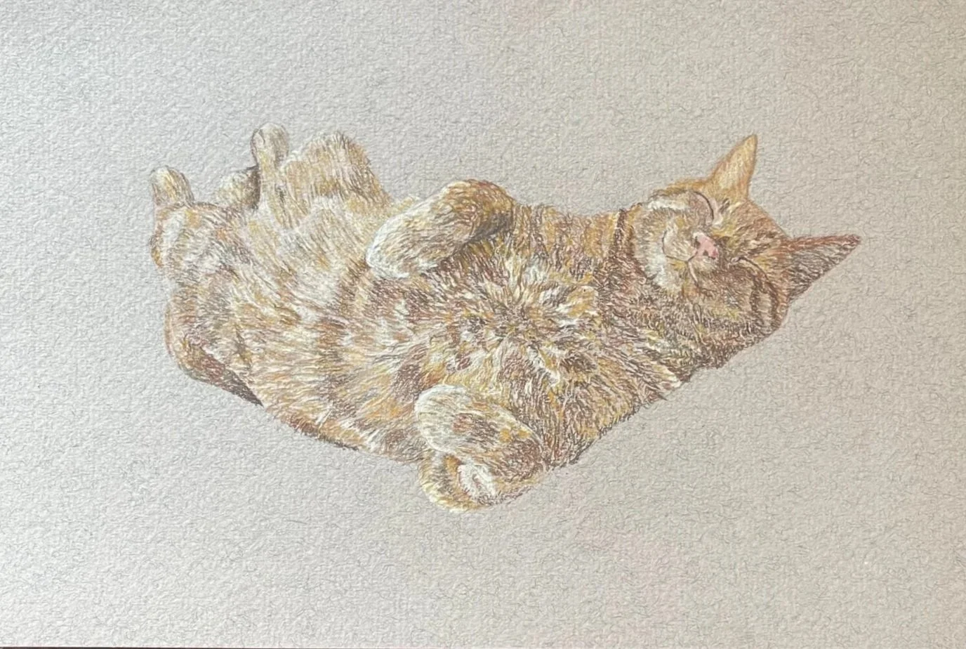 A detailed drawing of a sleeping tabby cat curled up on its back on a beige background.