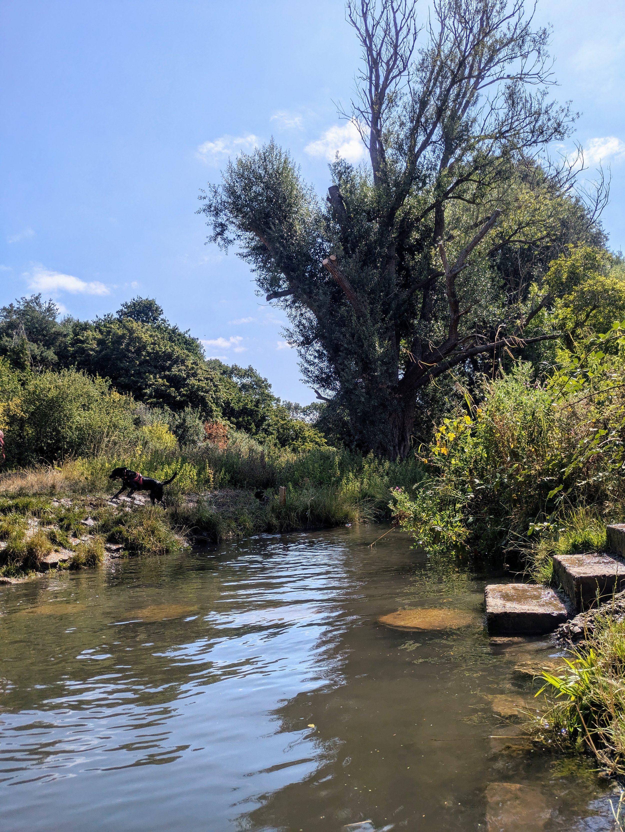 A creek with clear water flowing over rocks, surrounded by lush green plants and trees. The sky is blue with a few clouds, and a large, leafless tree stands tall in the background.