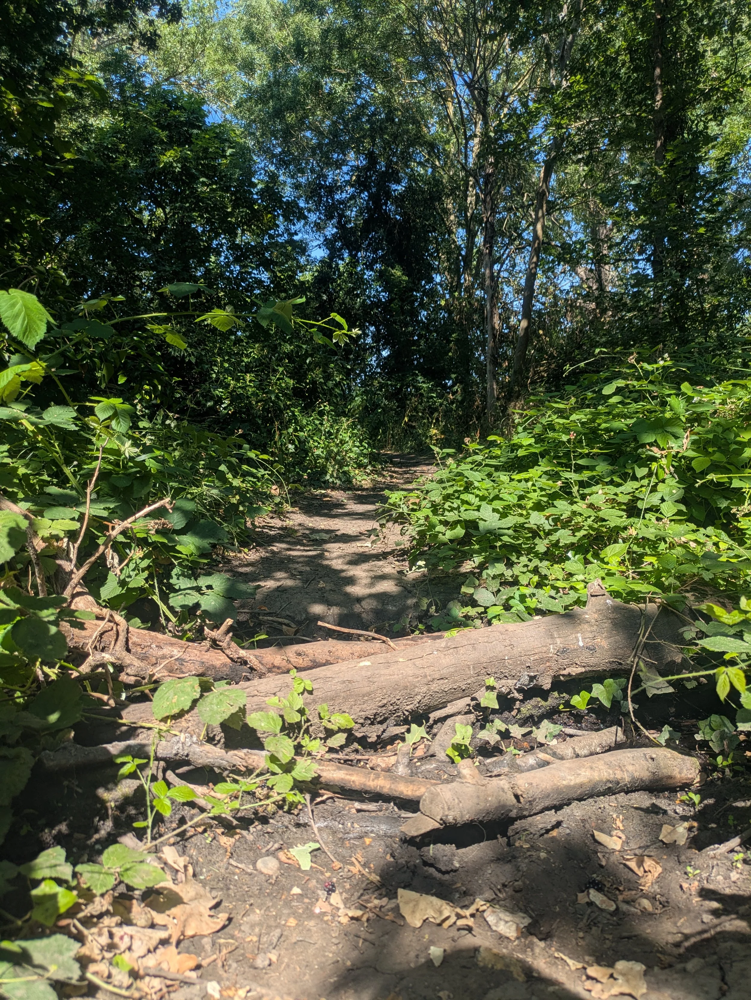 Pathway through a dense forest with green foliage and blue sky visible through the trees.