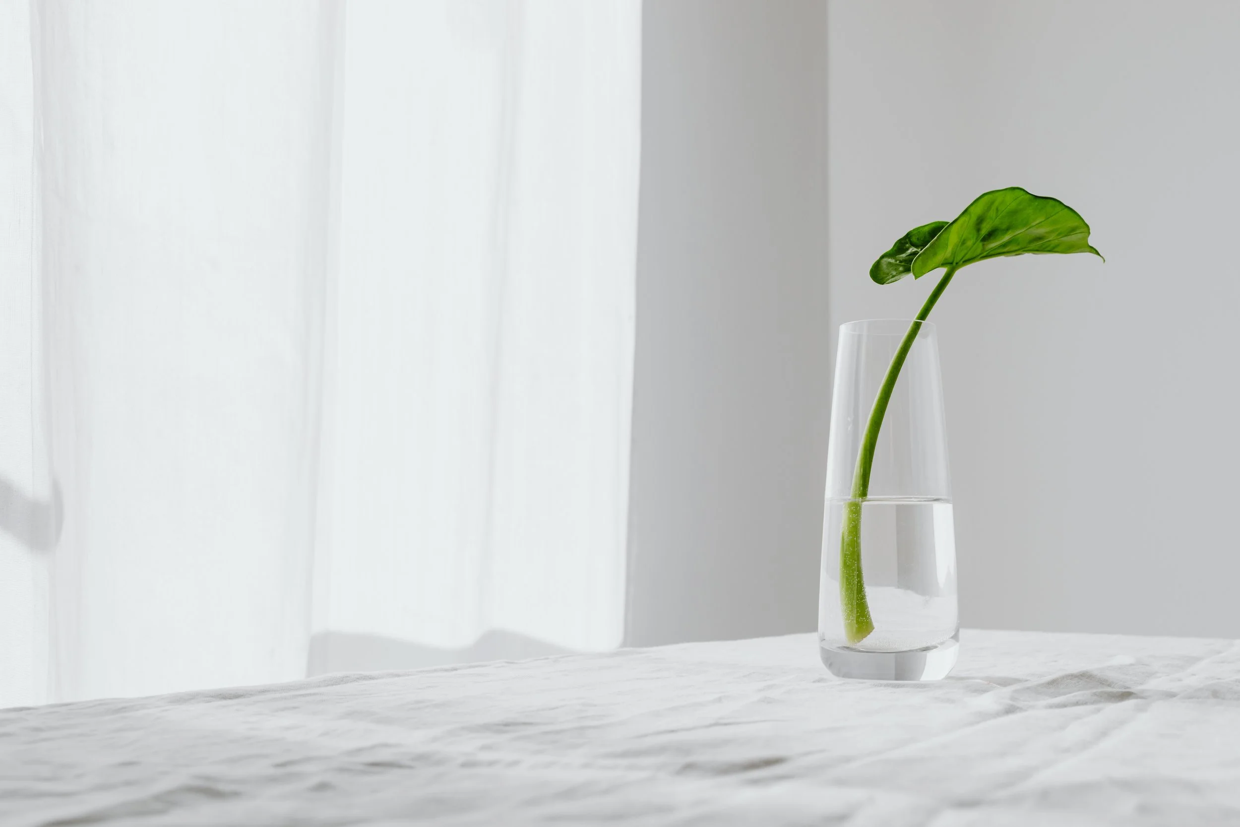 A single green leaf in a clear glass vase filled with water, placed on a white surface near a white curtain with soft natural light.