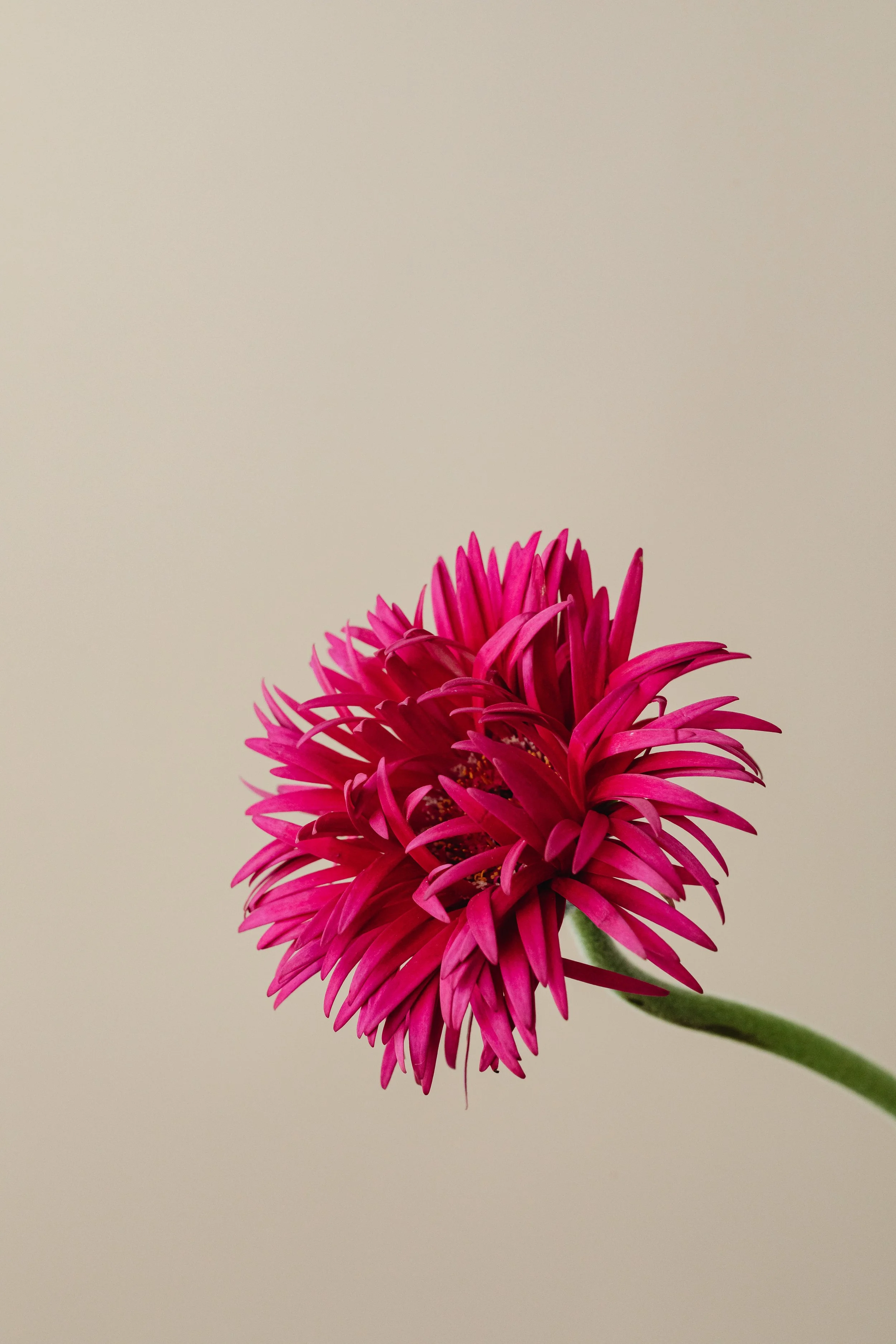 Pink flower with long, narrow petals and yellow center on a curved green stem against a plain light background.