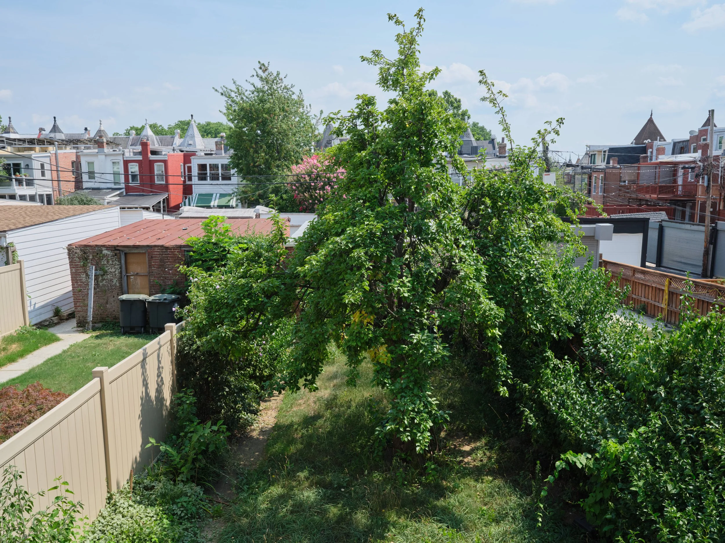 View of a backyard garden with a tree in the center, surrounded by greenery, a narrow dirt path, and a white fence. In the background, there are colorful row houses with rooftops and trees, under a blue sky with a few clouds.