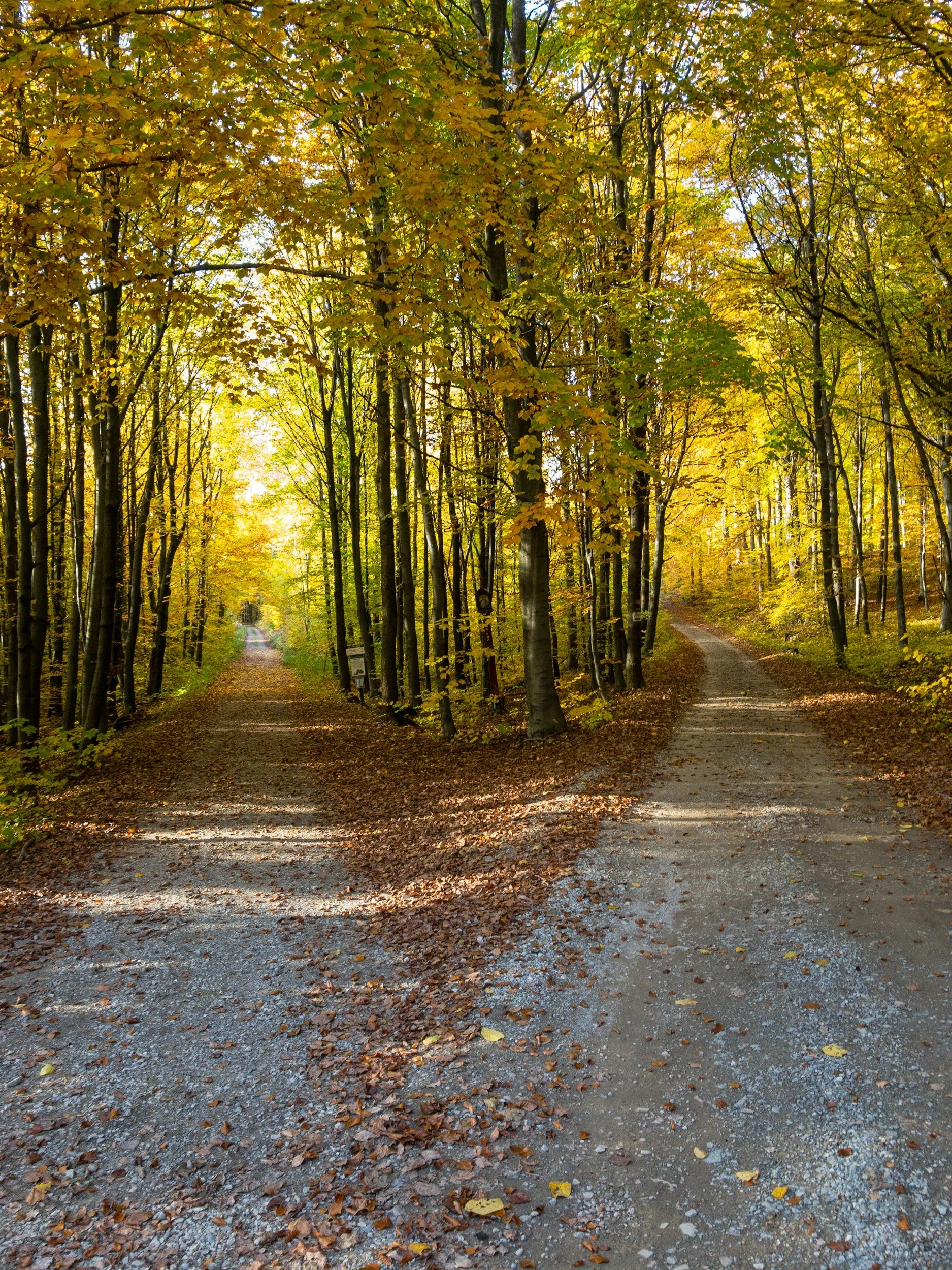A dirt and gravel path divides into two directions through a dense forest with trees showing fall foliage in shades of yellow, orange, and green.