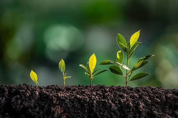 Four small green plants growing in dark soil, with a blurred green background.