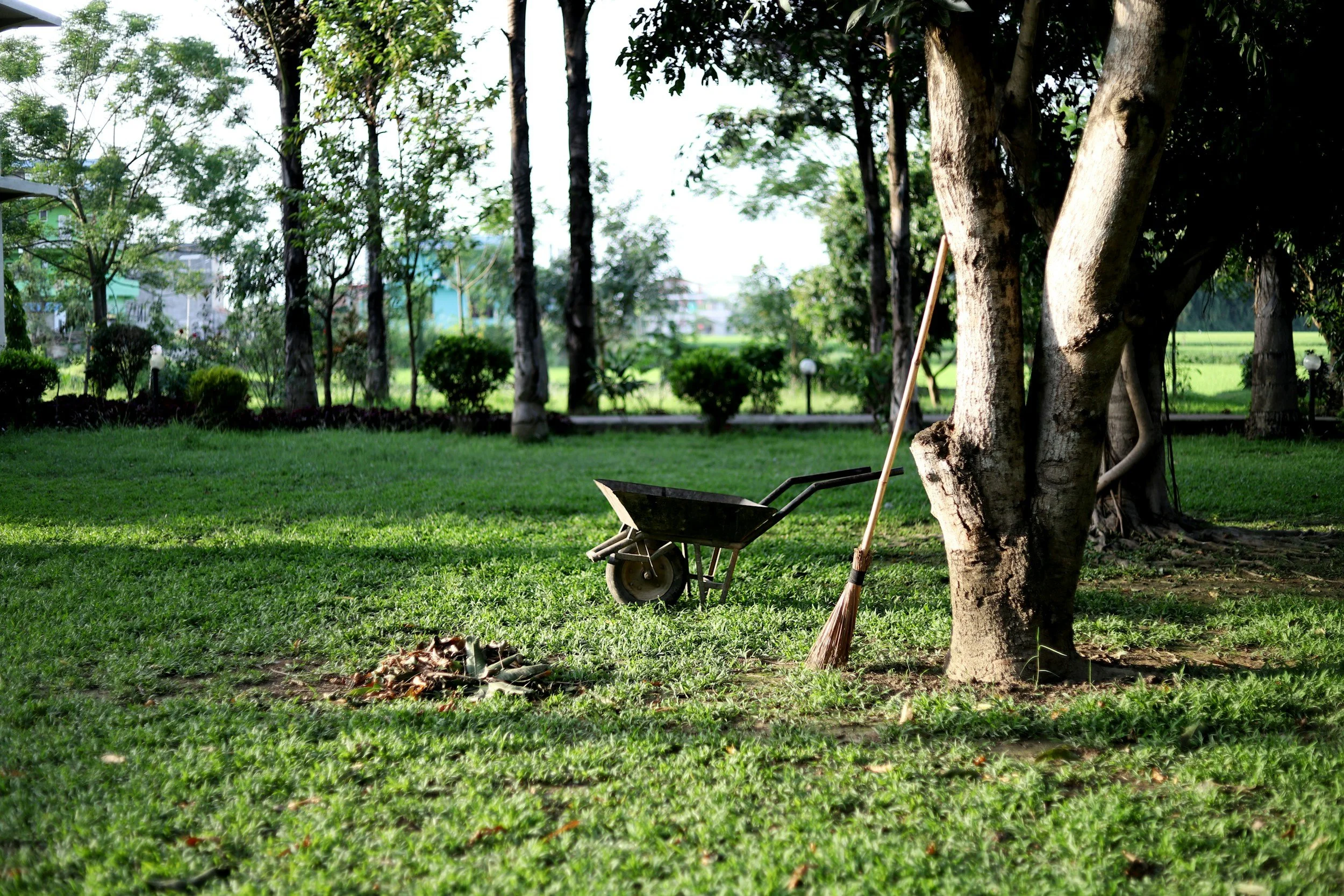 A garden scene with a large tree, a wheelbarrow, a broom, and small plants, with houses and trees in the background.