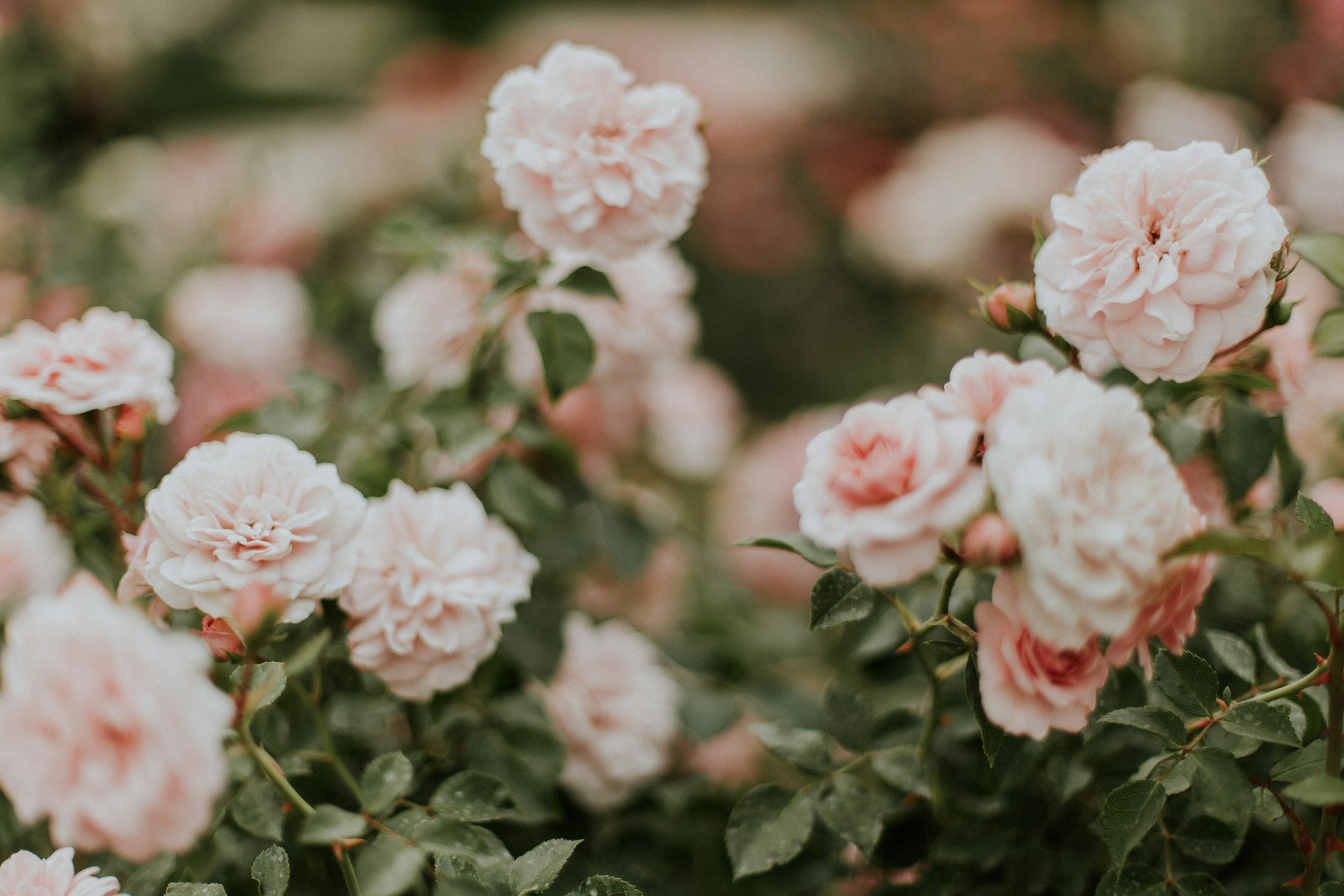 Light pink roses blooming on a shrub with green leaves.