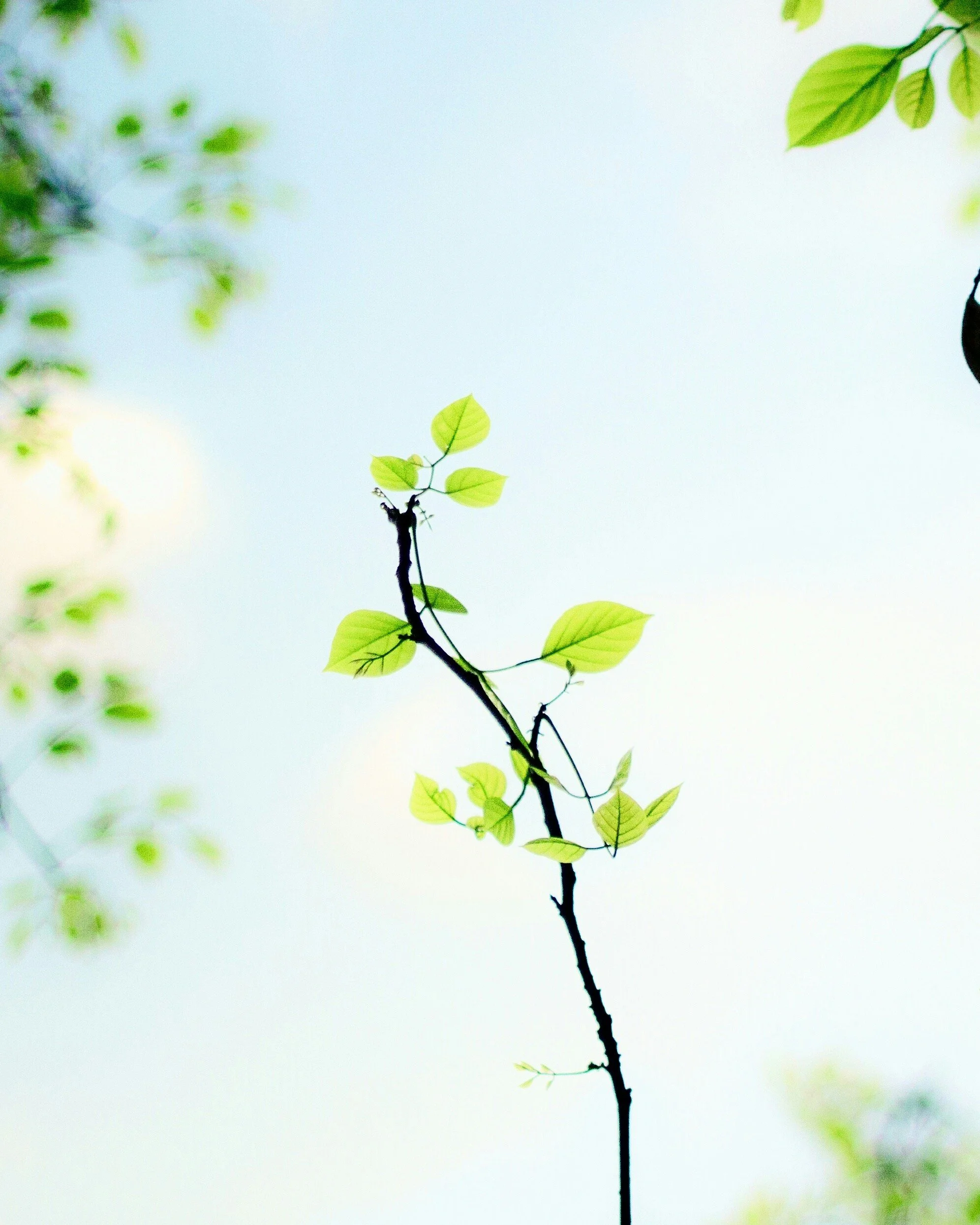 Close-up of a thin tree branch with small green leaves against a light sky background.