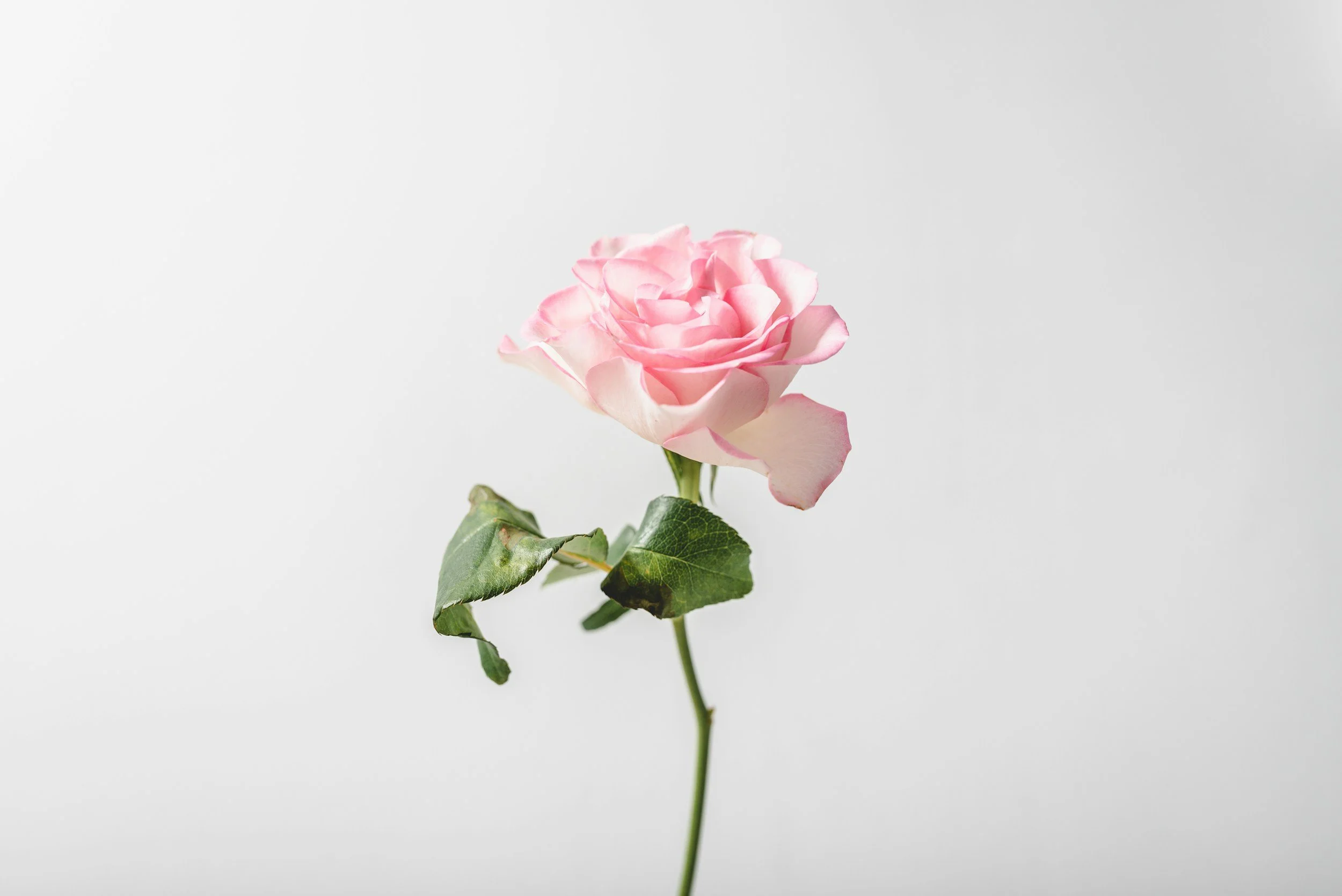 A single pink rose with green leaves on a thin stem against a plain white background.