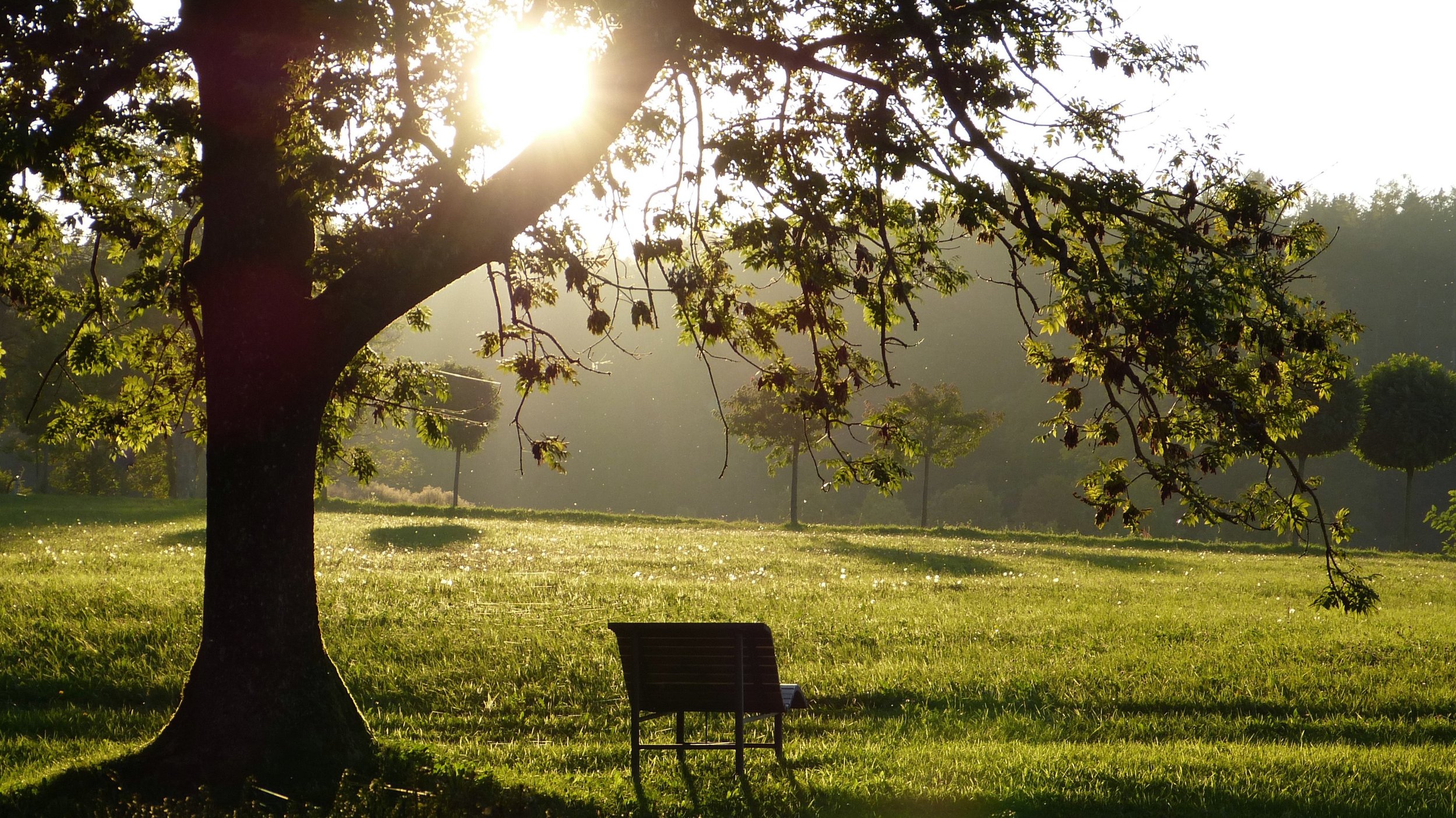 A park scene with a large tree in the foreground, sunlight filtering through the branches, and a bench on the grass.
