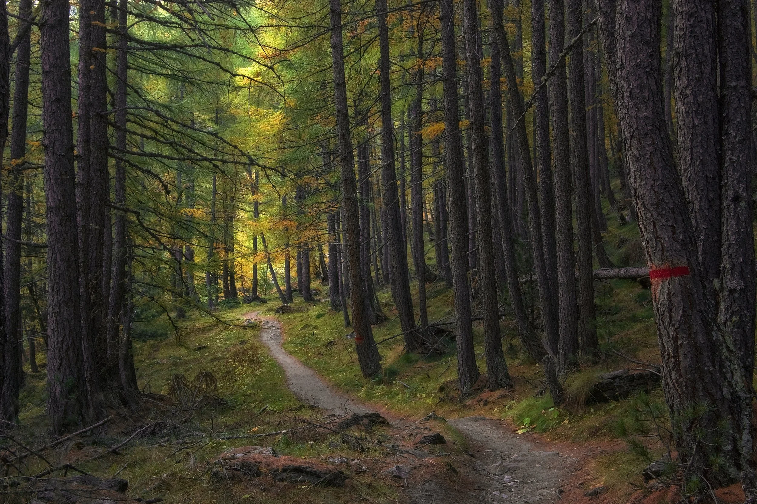 A dirt trail winds through a dense forest of tall, slender pine trees with green and autumn-colored foliage. The scene appears to be in a natural, wooded area with a peaceful, shaded environment.