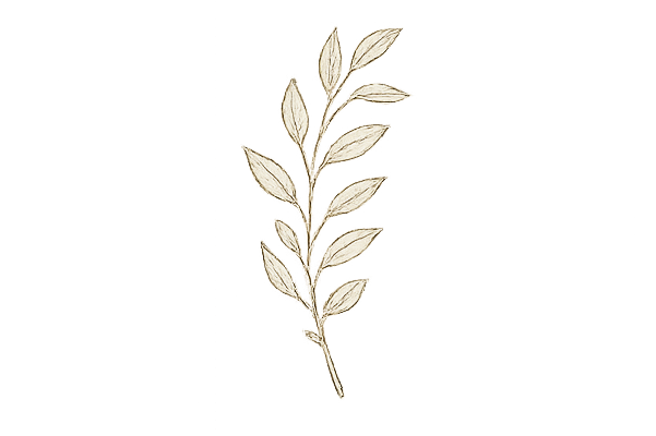 A sprig of a plant with multiple elongated leaves against a black background.