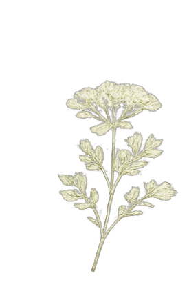 Minimal botanical illustration on a linen background.