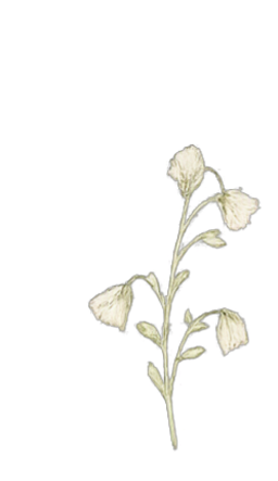 Minimal botanical illustration on a linen background.