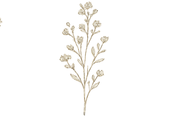 A botanical illustration of a flowering plant with multiple small, clustered flowers on a single stem.