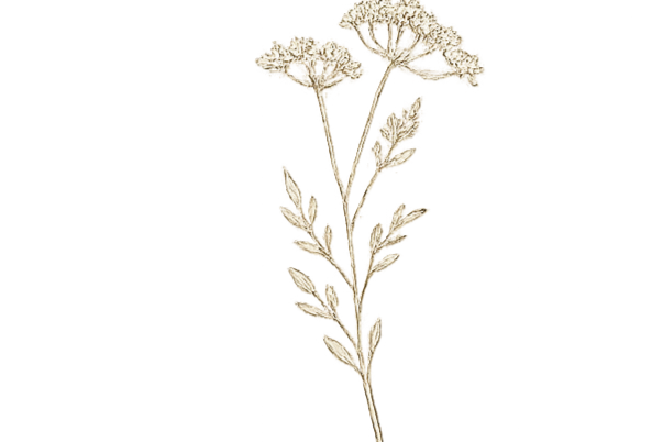 A botanical illustration of a flowering plant with small white flowers and serrated leaves.