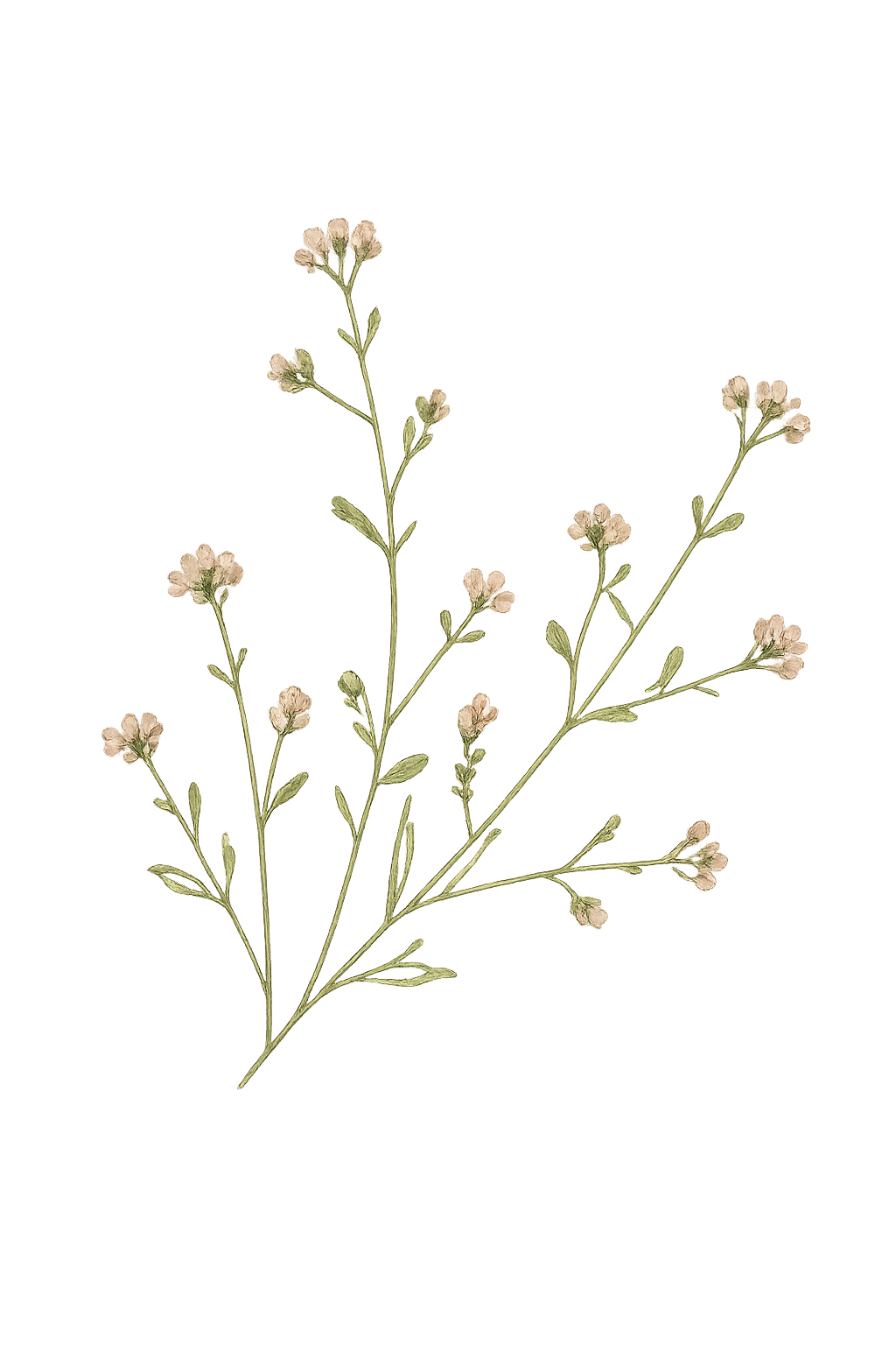 A delicate, light-colored flowering plant with multiple small blossoms