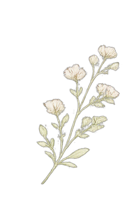 Minimal botanical illustration on a linen background.