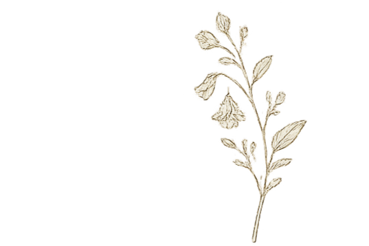 Illustration of a flowering plant with leaves and buds in beige on a black background.
