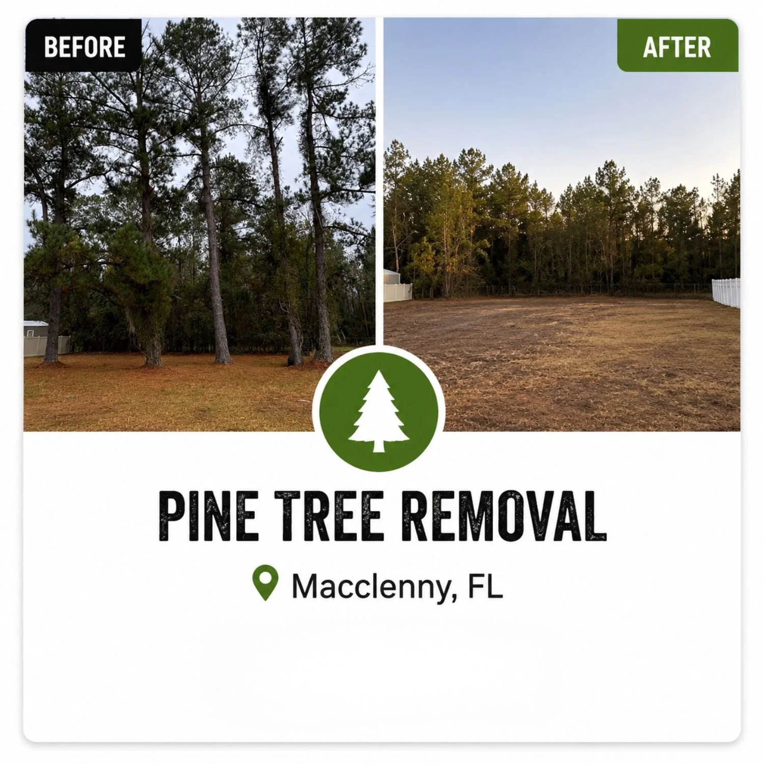 Side-by-side comparison of a before and after image of a cleared plot of land with trees. The "before" shows tall pine trees with dense foliage, and the "after" shows a cleared area with a few remaining trees in the background. The text promotes pine tree removal service in Maclenny, FL.