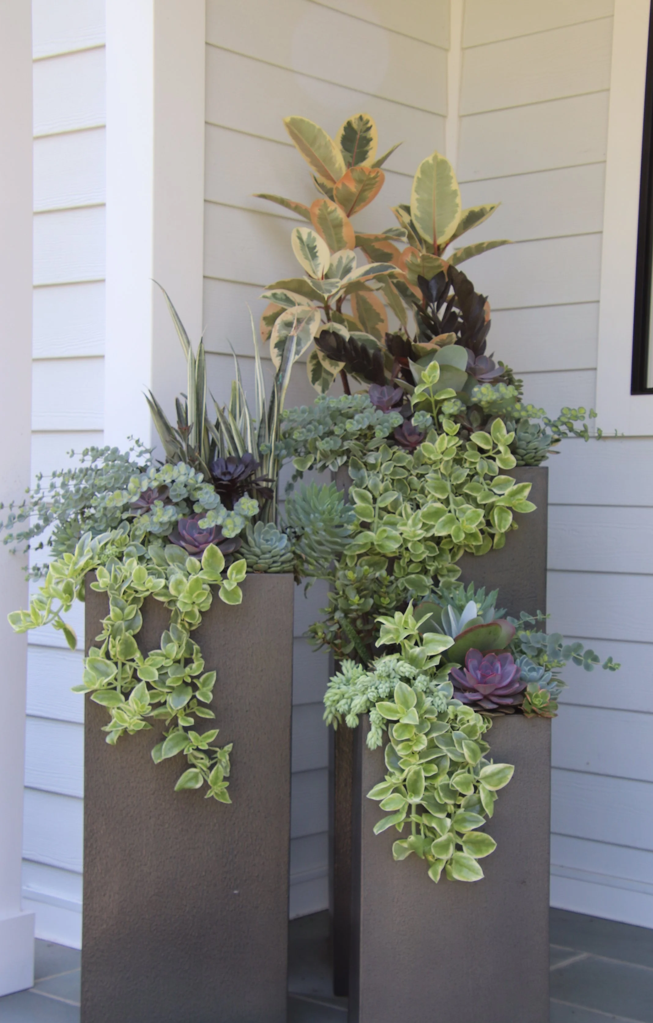 Arrangement of potted succulents and greenery placed on gray planters against a light-colored wall with horizontal siding.
