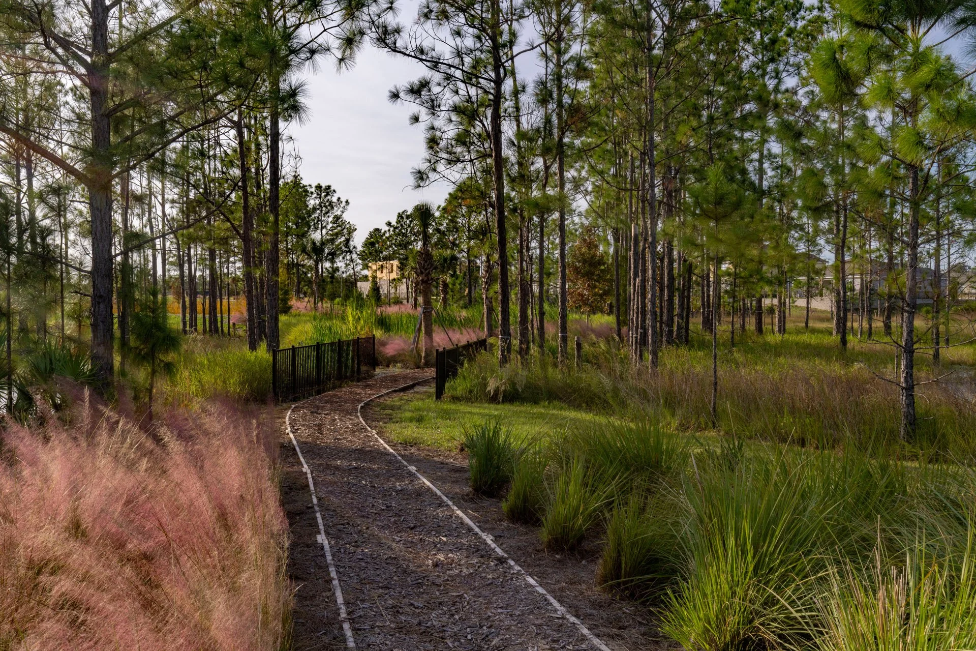 A winding railroad track through a forested area with tall pine trees and pink ornamental grass. Fences line the trail, and there are houses visible in the background under a cloudy sky.