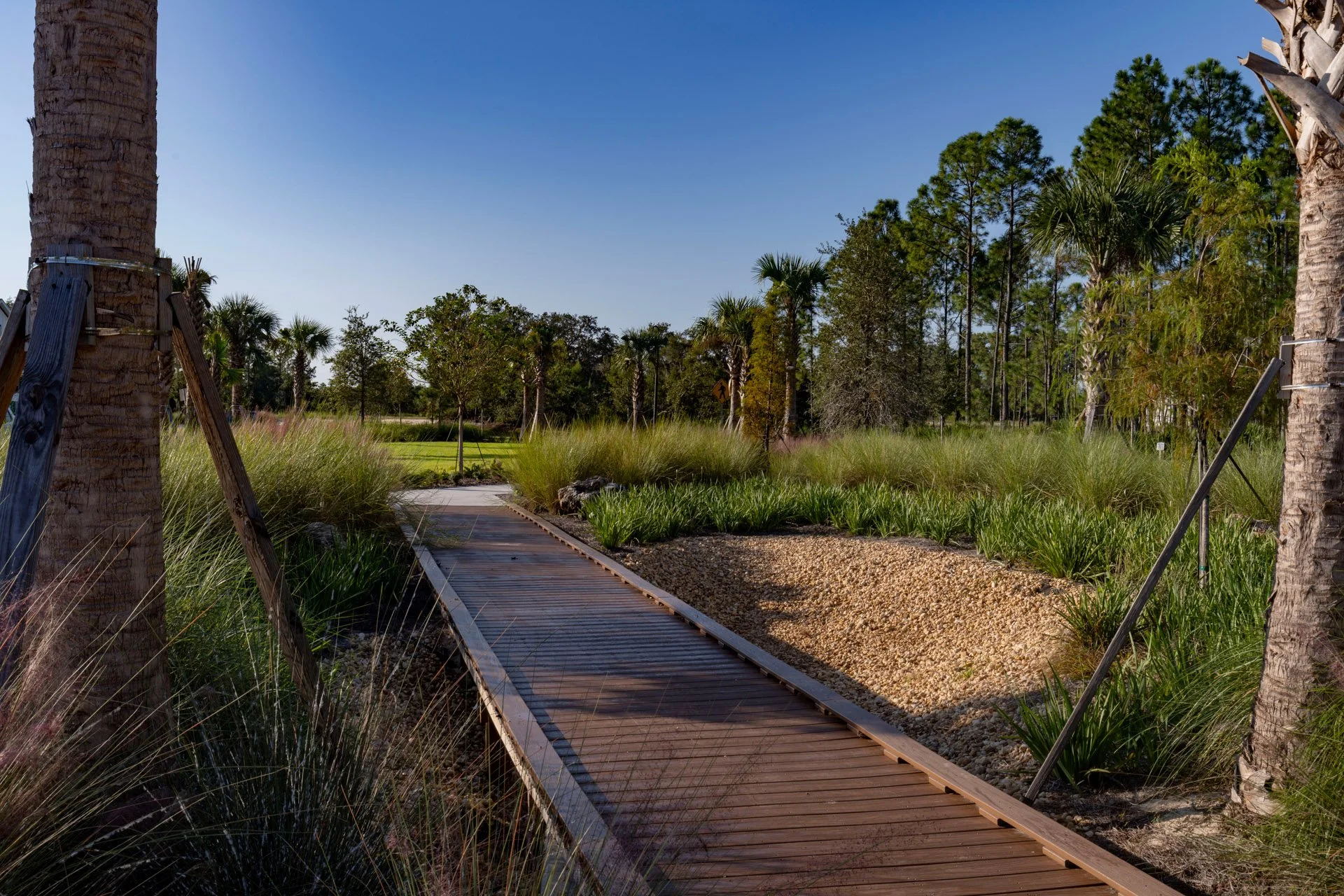 A wooden boardwalk trail through a lush, green landscaped park with palm trees and tall grasses under a clear blue sky.