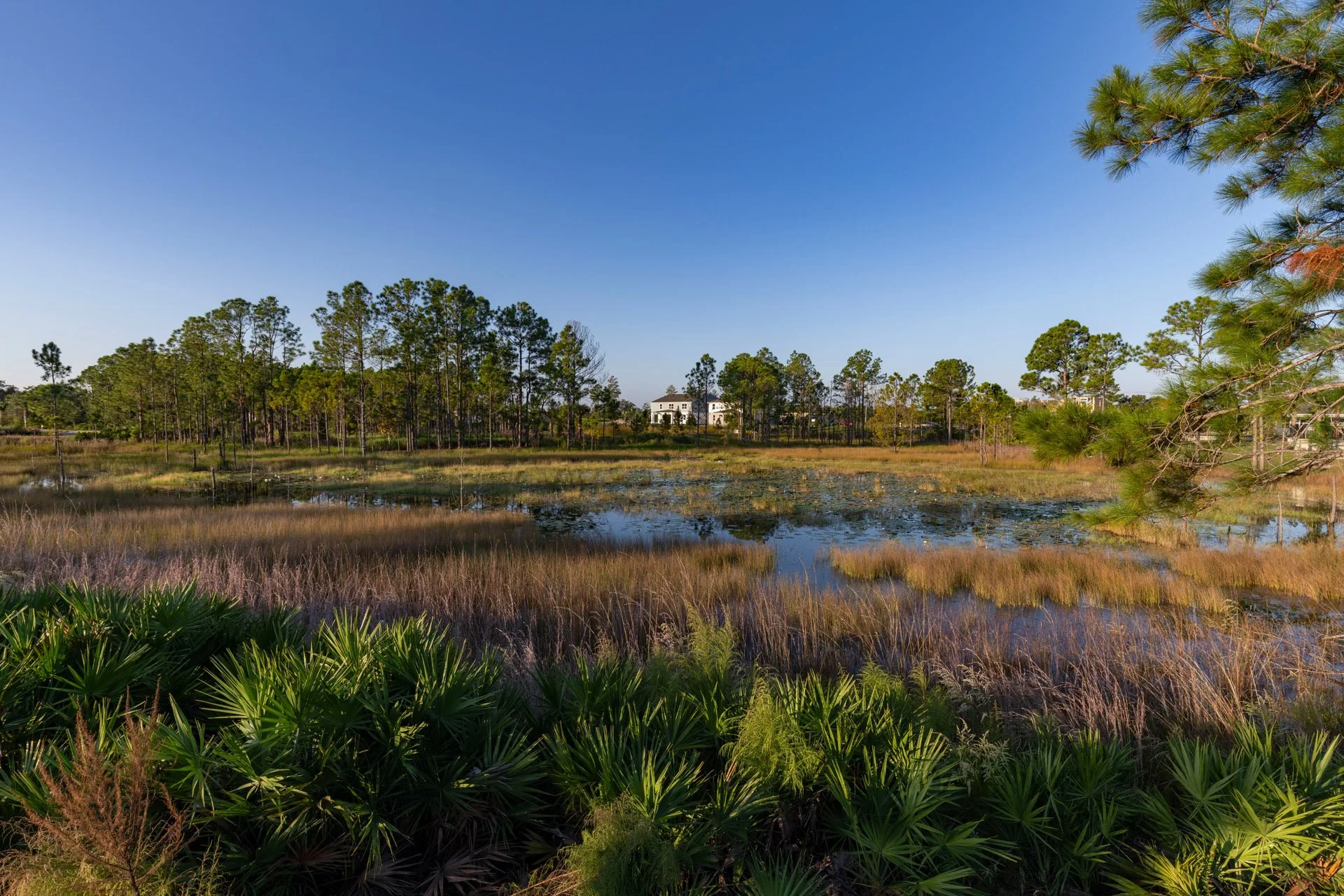 A serene landscape features a pond surrounded by lush green plants and tall pine trees. In the background, there are additional trees and a white house with black accents under a clear blue sky.