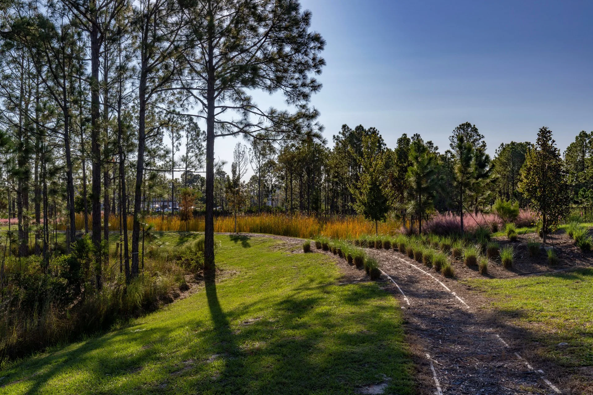 A serene natural landscape featuring tall pine trees on the left, a path with tire tracks running through grassy and shrubbery areas, and a backdrop of various sized trees under a clear blue sky.
